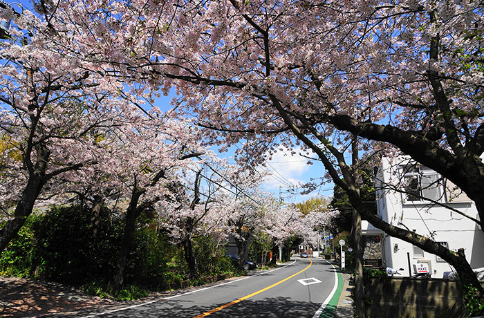 鎌倉山さくら道 - チャームプレミア 鎌倉山 | 神奈川県鎌倉市の介護付有料老人ホーム（介護施設）