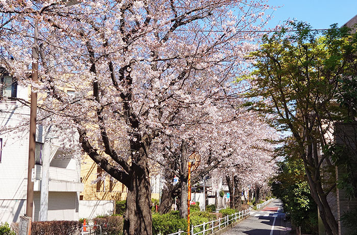 呑川緑道 - チャームプレミア 柿の木坂 | 東京都目黒区の介護付有料老人ホーム（介護施設）
